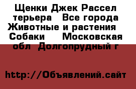 Щенки Джек Рассел терьера - Все города Животные и растения » Собаки   . Московская обл.,Долгопрудный г.